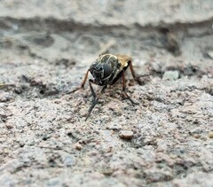 Ozodiceromyia