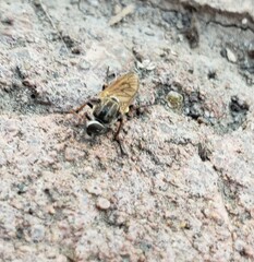 Ozodiceromyia