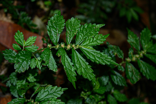 Urticaceae image