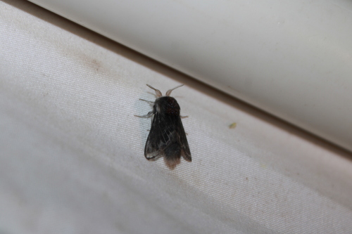 Larch Tolype Moth photo 5