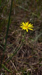 Chrysopsidinae