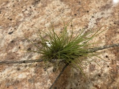 Tillandsia setacea