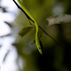 Ahaetulla prasina