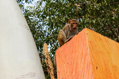 Macaca mulatta