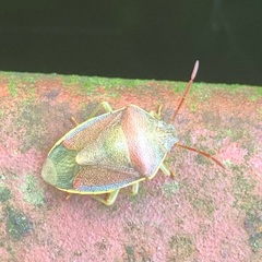 Piezodorus lituratus