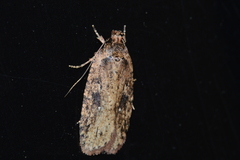 Agonopterix pulvipennella