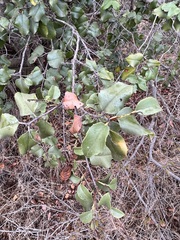 Prunus ilicifolia