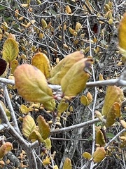 Cercocarpus minutiflorus