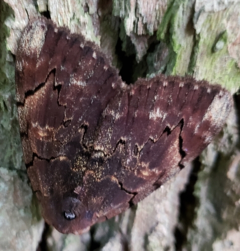 Carissima Underwing photo 2
