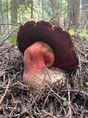 Rubroboletus pulcherrimus