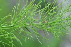 Asparagus tenuifolius