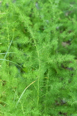 Asparagus tenuifolius