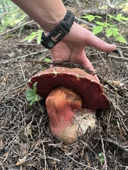 Rubroboletus pulcherrimus