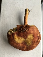 Xerocomus illudens