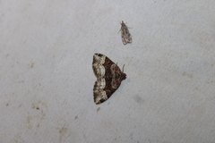 Euphyia intermediata