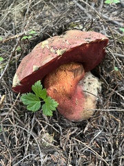 Rubroboletus pulcherrimus
