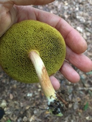 Xerocomus illudens