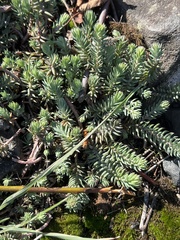 Petrosedum