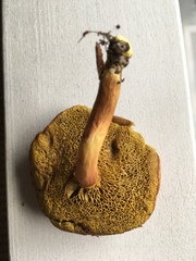 Xerocomus illudens