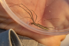 Tetragnatha laboriosa