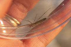 Tetragnatha laboriosa