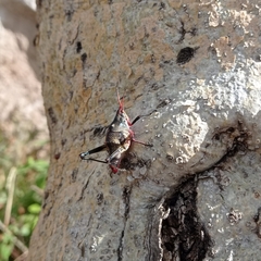Sphenarium purpurascens