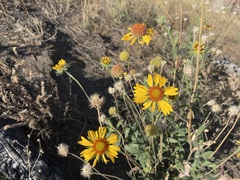 Gaillardia aristata