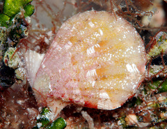 Bractechlamys vexillum