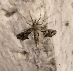 Lineodes integra