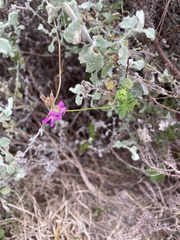Pelargonium grossularioides