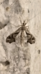 Lineodes integra