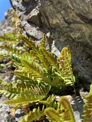 Polypodium amorphum
