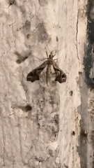 Lineodes integra