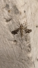 Lineodes integra