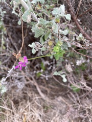 Pelargonium grossularioides