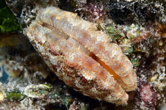 Bractechlamys vexillum