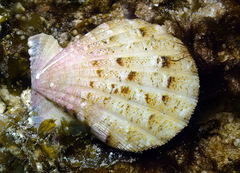 Bractechlamys vexillum