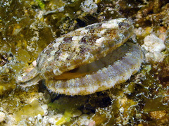 Bractechlamys vexillum