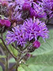 Vernonia