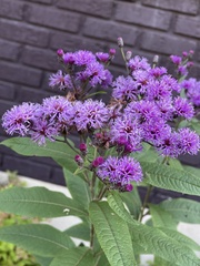 Vernonia