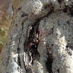 Sphenarium purpurascens