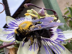 Xylocopa violacea