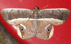 Opisthoxia