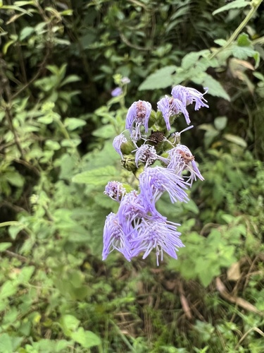 Lourteigia ballotifolia, photograph 3