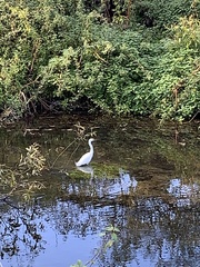Egretta garzetta