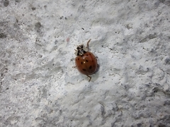 Harmonia axyridis