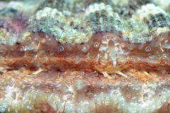 Bractechlamys vexillum