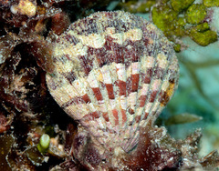 Bractechlamys vexillum