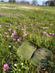Haemanthus sanguineus