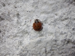 Harmonia axyridis